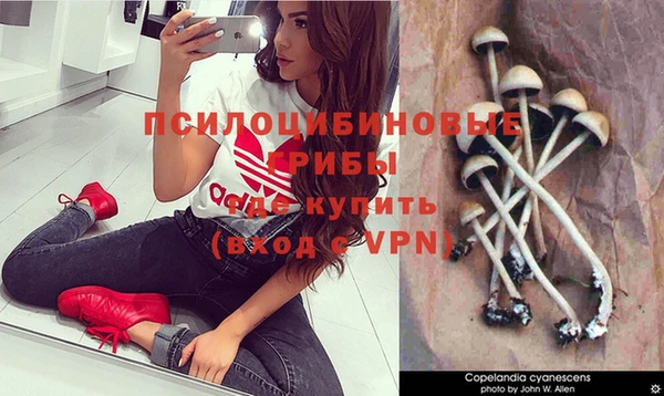 прущие грибы Баксан